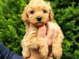 Dark Apri̇cot Erkek Toy Poodle Yavrularimiz