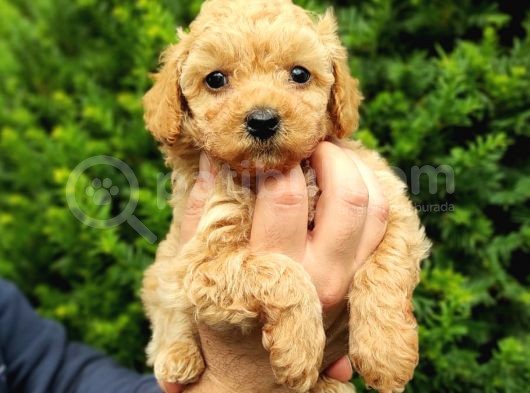 Dark Apri̇cot Erkek Toy Poodle Yavrularimiz görsel