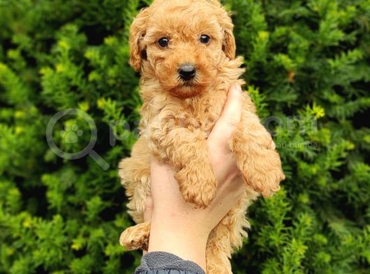 Safkan Fark Apri̇cot Toy Poodle Yavrularimiz görsel