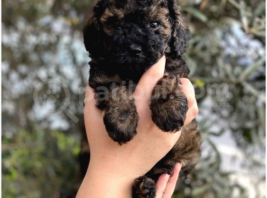 Phantom Özel Renk Toy Poodle Yavrumuz görsel