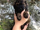Phantom Özel Renk Toy Poodle Yavrumuz