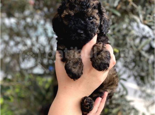 Phantom Özel Renk Toy Poodle Yavrumuz görsel