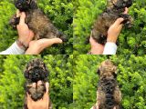 Phantom Özel Renk Toy Poodle Yavrumuz