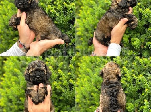 Phantom Özel Renk Toy Poodle Yavrumuz görsel