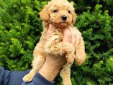 Irk Ve Sağlik Garanti̇li̇ Apri̇cot Toy Poodle Yavrularimiz