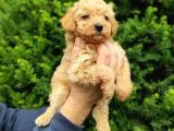 IRK VE SAĞLIK GARANTİLİ APRİCOT TOY POODLE YAVRULARIMIZ