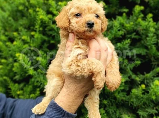 Irk Ve Sağlik Garanti̇li̇ Apri̇cot Toy Poodle Yavrularimiz