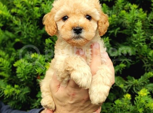 Apricot Dişi Kayısı Renk Toy Poodle Yavrumuz görsel