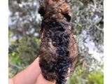 Phantom Özel Renk Toy Poodle Yavrumuz