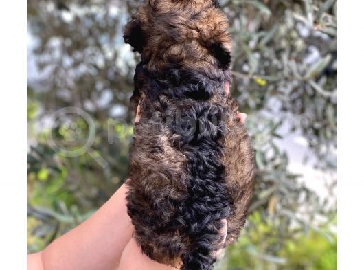 Phantom Özel Renk Toy Poodle Yavrumuz görsel