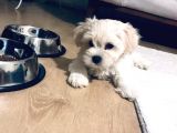 Maltese Terier