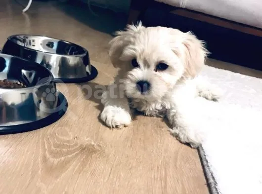 Maltese Terier