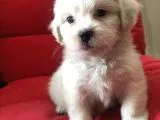 sıfır numara maltesee 