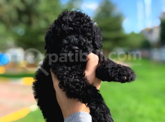 Irkının En İyisi Black Toy Poodle Yavrularımız görsel