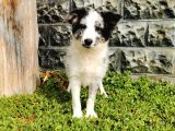 Blue Merle Border Collie
