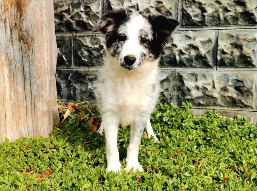 Blue Merle Border Collie görsel