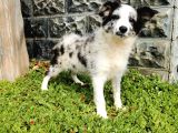 Blue Merle Border Collie