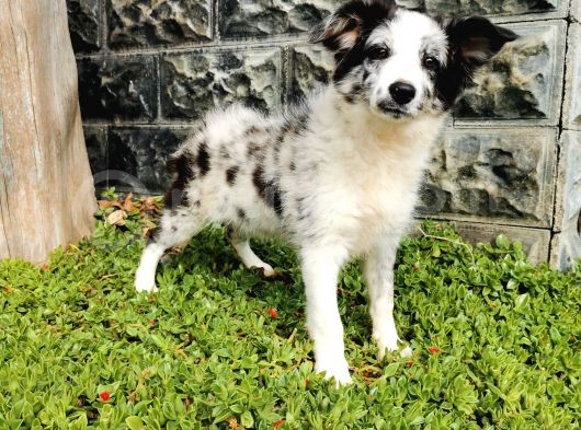 Blue Merle Border Collie görsel