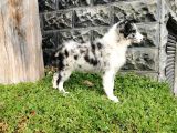 Blue Merle Border Collie