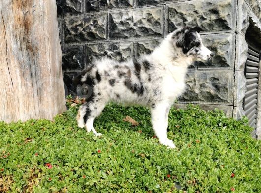Blue Merle Border Collie görsel