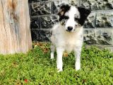 Blue Merle Border Collie