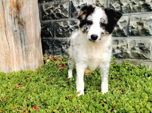 Blue Merle Border Collie görsel