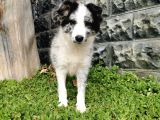 Blue Merle Border Collie