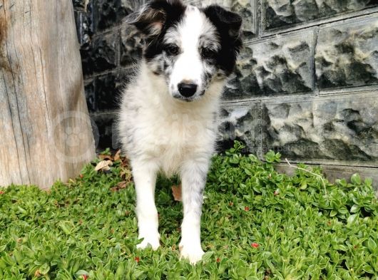 Blue Merle Border Collie görsel