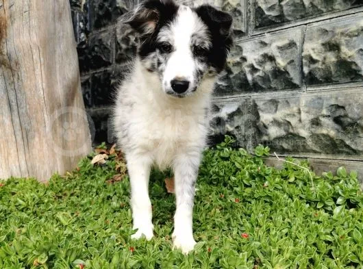 Blue Merle Border Collie