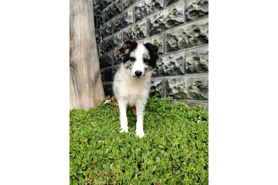 Blue Merle Border Collie