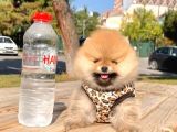 Safkan Ve Sağlıklı Pomeranian Boo Yavrularımız