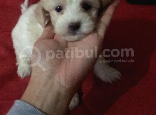Sevimli Maltipo Yavrumuz Yeni Ailesini Bekliyor görsel