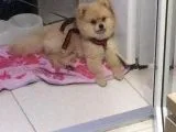 Sevimli Teddy Bear Yavrumuz Yeni Ailesini bekliyor