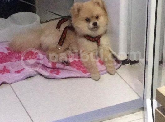 Sevimli Teddy Bear Yavrumuz Yeni Ailesini Bekliyor görsel