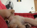 Sevimli Teddy Bear Yavrumuz Yeni Ailesini Bekliyor