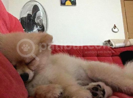 Sevimli Teddy Bear Yavrumuz Yeni Ailesini Bekliyor görsel