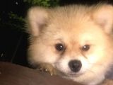 Sevimli Teddy Bear Yavrumuz Yeni Ailesini Bekliyor