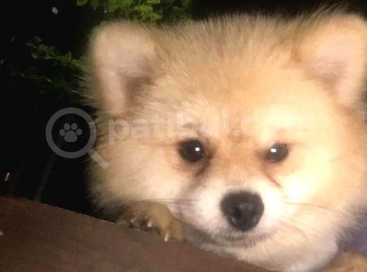 Sevimli Teddy Bear Yavrumuz Yeni Ailesini Bekliyor görsel