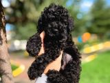 Orjinal Black Toy Poodle Yavrularimiz