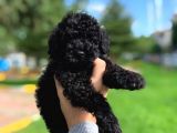 Orjinal Black Toy Poodle Yavrularimiz