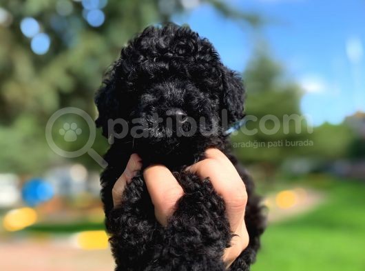 Orjinal Black Toy Poodle Yavrularimiz görsel