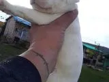 Safkan dogo argentino yavrularımız 