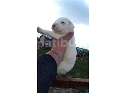 Safkan Dogo Argentino Yavrularımız 