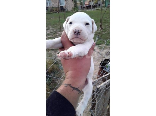 Safkan Dogo Argentino Yavrularımız  görsel