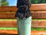 A Kalite Black Toy Poodle Yavrularımız