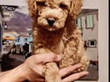 Orjinal Toy Poodle