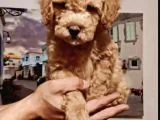Orjinal Toy Poodle