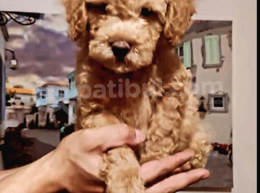 Orjinal Toy Poodle görsel