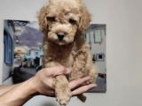Orjinal Toy Poodle