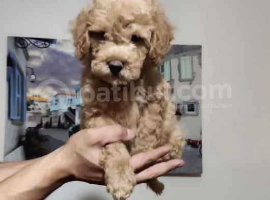 Orjinal Toy Poodle görsel